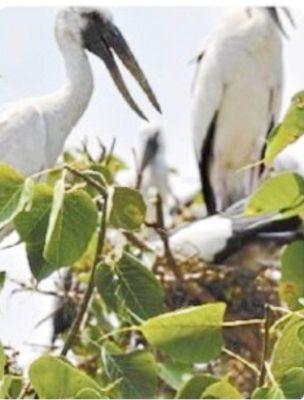 साइबेरियन पक्षी पहुंचे ग्राम कटई, बारिश के दिए संकेत