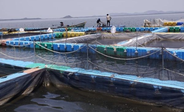 अमेरिका के लोगों को भा रही गंगरेल और दुधावा की मछली