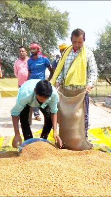 2171 किसानों ने बेचा 11.38 करोड़ का चना
