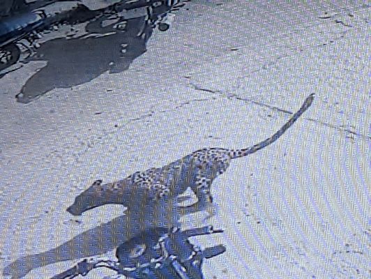 शौचालय में छिपा था तेंदुआ, रेस्क्यू के दौरान छत से कूदकर भागा