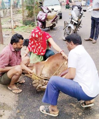 सडक़ किनारे घायल गायों का एनजीओ ने किया इलाज