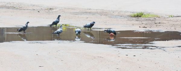अगले 4 दिनों तक दिन के तापमान में 2-4 डिग्री वृद्धि का पूर्वानुमान