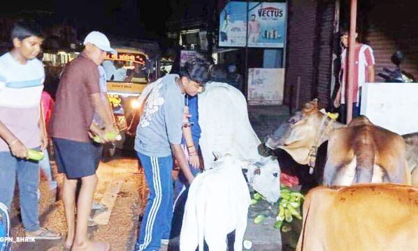 अपने जेब खर्च से गायों को  बच्चे खिलाते हैं चारा