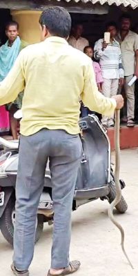  तहसील दफ्तर में घुसा सांप, सुरक्षित पकड़ा
