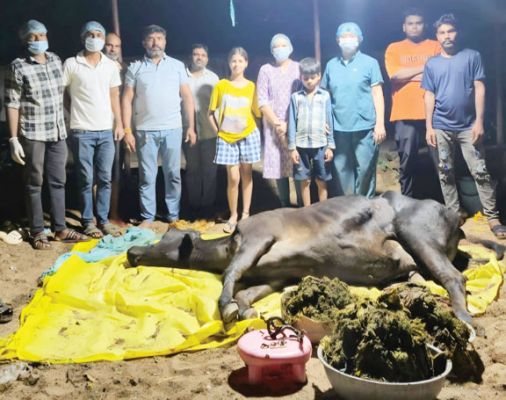 सर्जरी कर गाय के पेट से निकाली 80 किलो पॉलीथिन