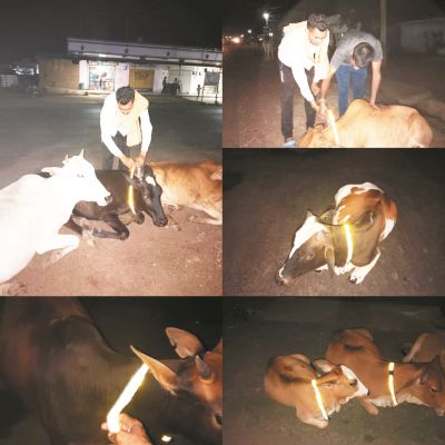 हादसों में कमी लाने गौसेवक बांध रहे गाय-बछड़ों को रेडियम बेल्ट
