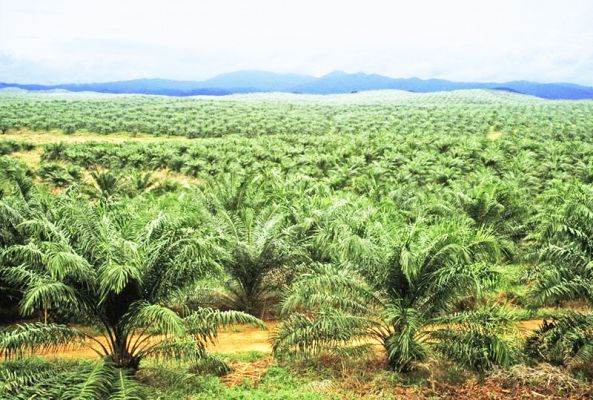 महासमुंद के 600 हेक्टेयर रकबे में होगी पाम की खेती, 350 से अधिक किसान कर रहे तैयारी