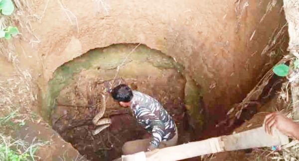 सुखे कुएं में गिरा 6 फीट का अजगर