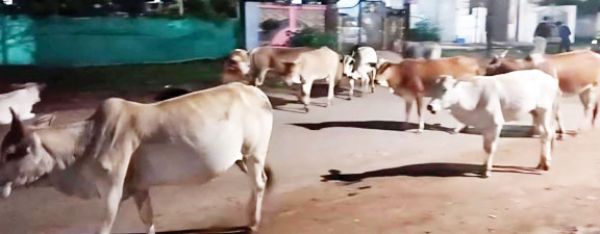 सडक़ पर आवारा मवेशियों का जमावड़ा, स्कूटी सवार घायल