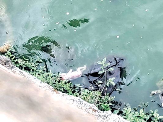  बूढ़ातालाब में रविवार सुबह बच्चे की तैरती लाश मिली