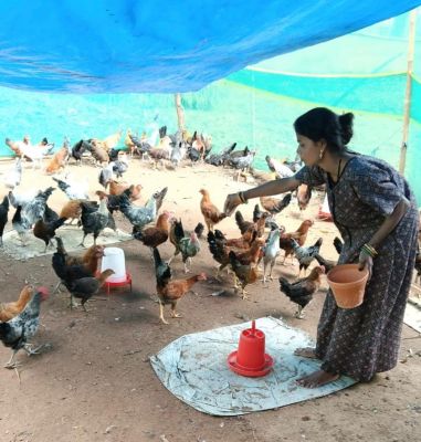सुलो ने मुर्गी पालन को व्यवसाय के रूप में अपना कर की आर्थिक उन्नति
