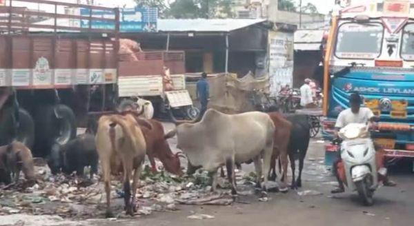 आवारा पशुओं से हो रहे हादसे