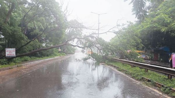 हाइवे पर गिरा पेड़, घंटों की मशक्कत के बाद हटाया