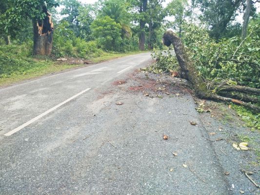 पेड़ की डालियां गिरी, आवाजाही में परेशानी
