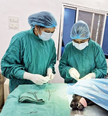 पालतू कुत्ते का कर्ण-रक्तस्राव ऑपरेशन