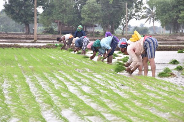 रिमझिम बारिश से किसानों की चिंता हुई दूर  बीती रात से बरस रहे बादल