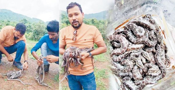 10 दिन बाद 21 अंडों से बाहर आये अजगर के बच्चे