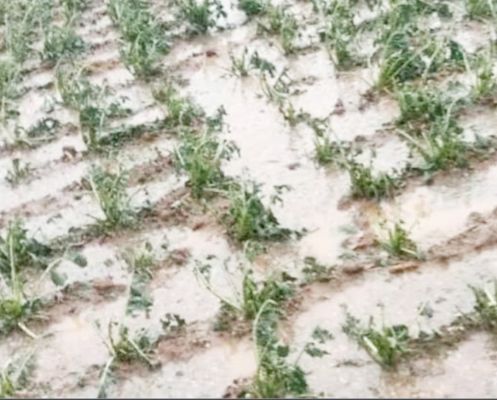 लगातार बारिश से खेत लबालब, हरी सब्जियों को भारी नुकसान