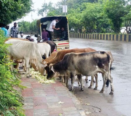 सेवा व समर्पण के 8 वर्ष पूरे, आवारा मवेशियों को खिलाया चारा