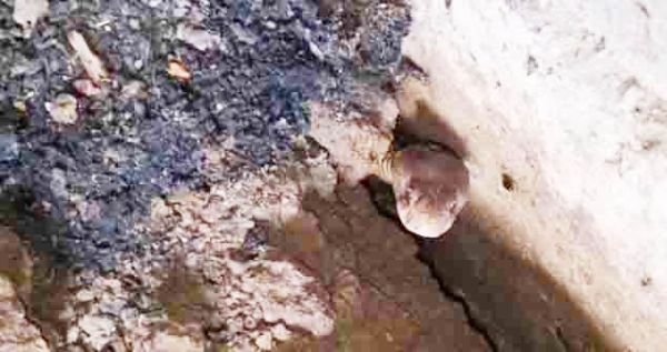 घर में घुसा कोबरा, सर्प मित्रों ने किया  रेस्क्यू, सुरक्षित जंगल में छोड़ा