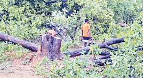 मुड़ागांव में पेड़ कटाई के लिए फर्जी ग्रामसभा प्रस्ताव!