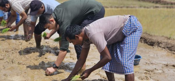 सीईओ ने श्री विधि से रोपा धान