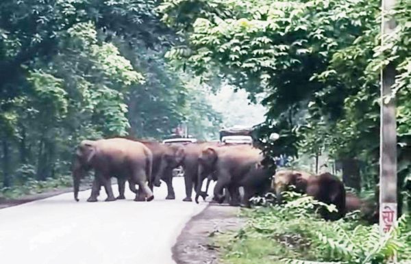 हाथियों के दल ने किया सडक़ पार, दोनों तरफ लगी वाहनों की लंबी कतार