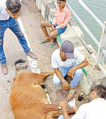 नेशनल व स्टेट हाईवे में मवेशी हो रहे हादसे का शिकार
