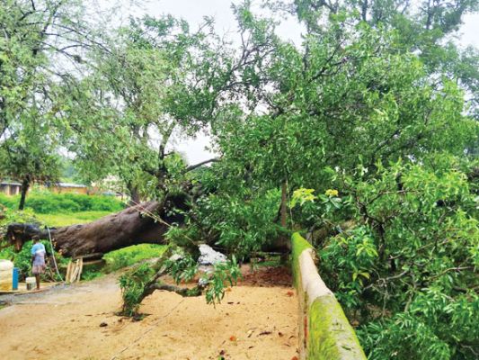 लगातार बारिश, गिरा पेड़, पंचायत भवन की बाउंड्रीवॉल क्षतिग्रस्त