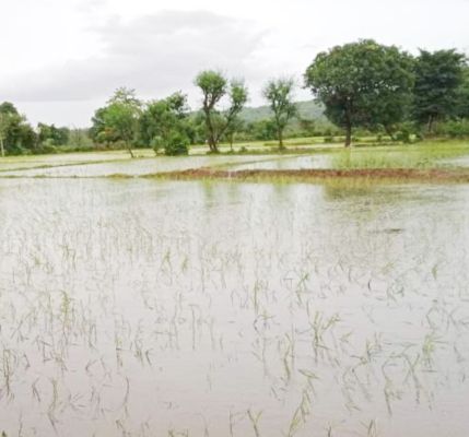 मूसलाधार बारिश से खेत लबालब, अंकुरित धान के पौधे गल रहे, रोपाई जारी