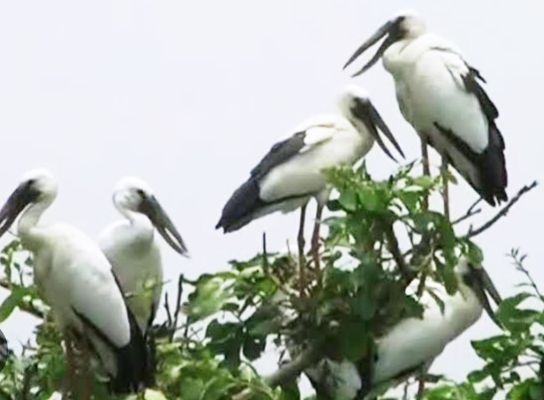 हरेली बर्ड काउंट महोत्सव में साइबेरिया के मेहमान पक्षी एशियन ओपन बिल स्टॉर्क का रिसर्च करते छात्राएं पहुंचीं लचकेरा