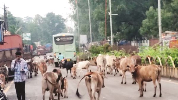  न गौशाला, न इलाज की व्यवस्था, मवेशी सडक़ पर, आमजन परेशान