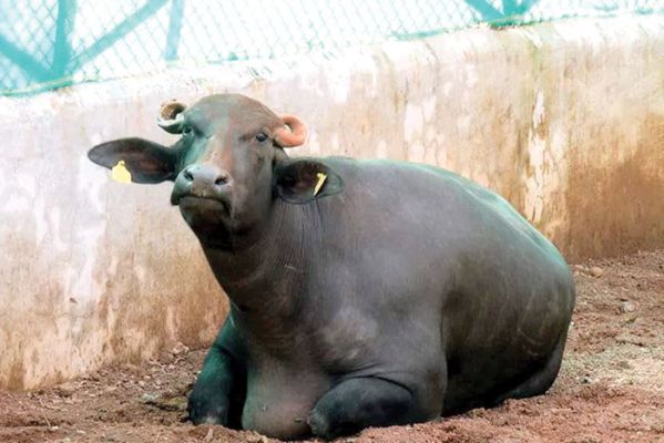 वन भैंसा का क्लोन पैदा करने का दावा गलत?