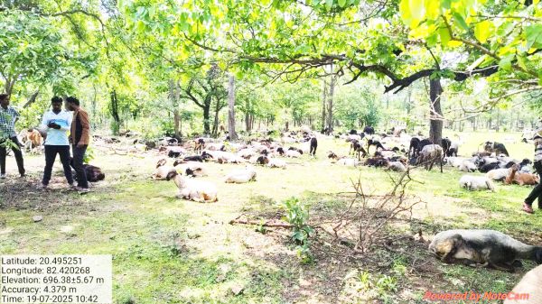 उदंती-सीतानदी टाइगर रिजर्व और सुनाबेड़ा अभयारण्य में अवैध चराई, आठ गिरफ्तार