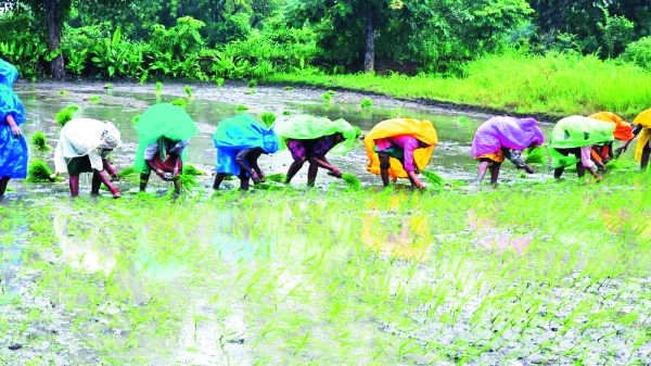 सुबह से झमाझम बारिश, किसान खुश