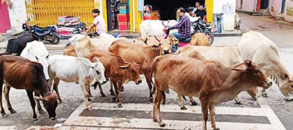 सडक़ पर मवेशियों का जमावाड़ा, नपं मौन