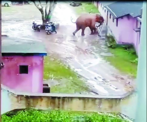 दल से भटकीं हथिनी और शावक ने पांच दिन में 6 को मारा