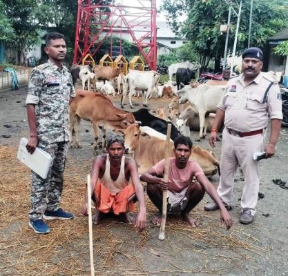 मवेशी तस्करी, दो आरोपी गिरफ्तार