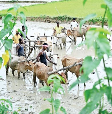 बारिश थमी, खेती ने पकड़ी रफ्तार