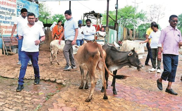 निगम आयुक्त ने गौठान का किया निरीक्षण