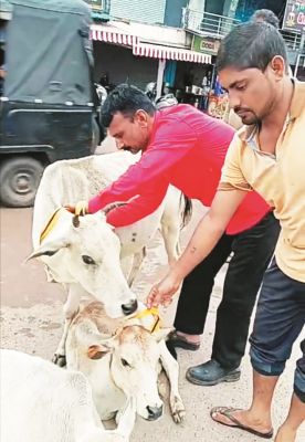 आवारा मवेशियों की रोकथाम के लिए नगर निगम की कार्रवाई जारी