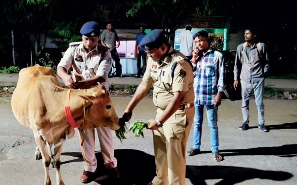 मवेशियों की सुरक्षा के लिए रेडियम पट्टी पहनाने अभियान शुरू
