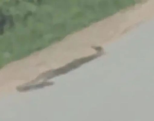 अजगर को रस्सी से बाइक के पीछे बांध हाइवे पर घसीटा