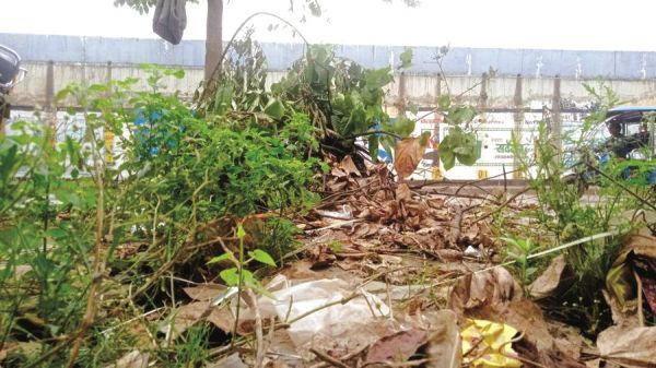 नगर निगम काम्प्लेक्स के सामने गंदगी का आलम 