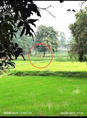 लैलूंगा के गांव में दिखा बाघ का लास्ट लोकेशन 