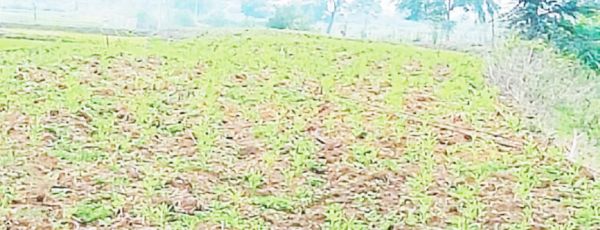 उमस व चिपचिपी गर्मी से हो रहे हलाकान