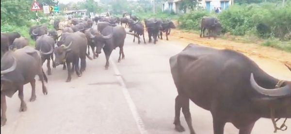 90 मवेशी मुक्त, तेलंगाना  के दो तस्कर गिरफ्तार