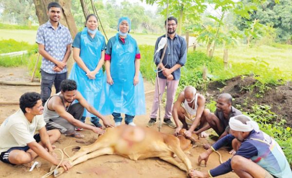 बछिया के हर्निया का पशु चिकित्सकों ने किया सफल ऑपरेशन