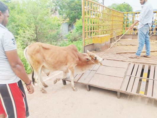 निगम की टीम ने पकड़े 6 मवेशी