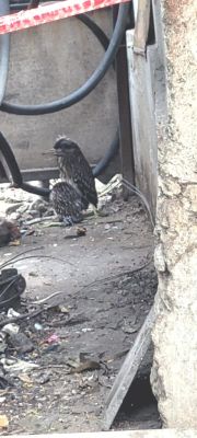  वाहनों की चपेट में आकर मर रहे परिंदों के चूजे, वन विभाग बेखबर